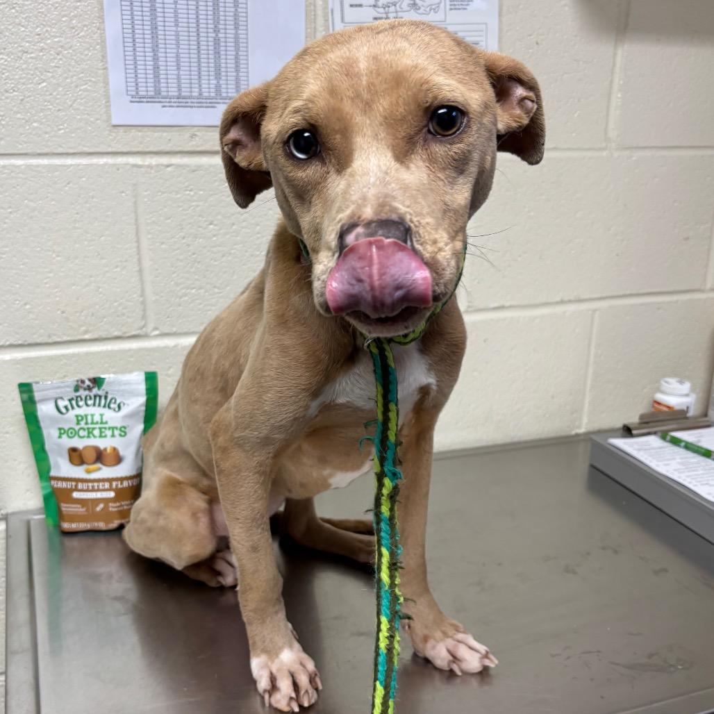 Enlarge Cookie, a Adoptable Pit Bull Terrier in Roxboro, NC image 1/6