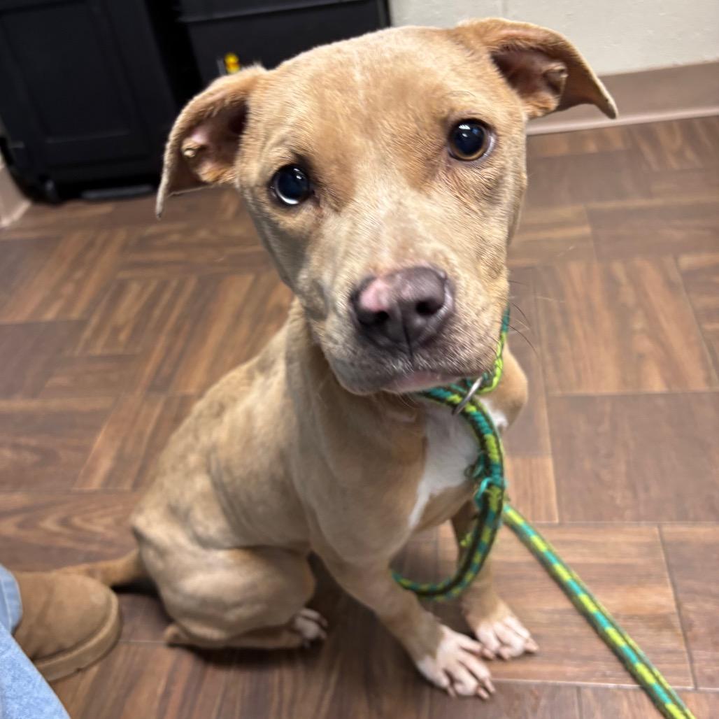 Enlarge Cookie, a Adoptable Pit Bull Terrier in Roxboro, NC image 2/6