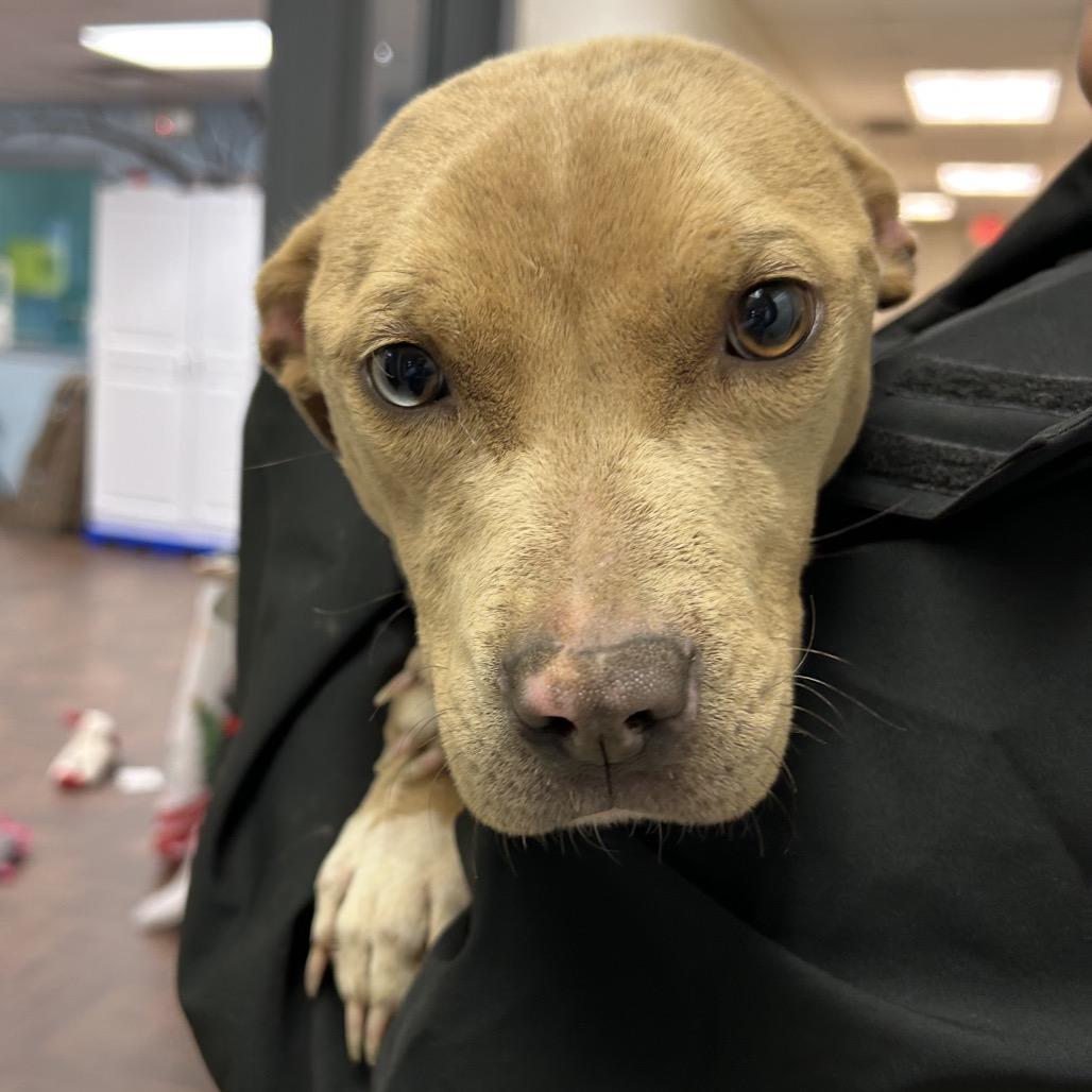 Enlarge Cookie, a Adoptable Pit Bull Terrier in Roxboro, NC image 3/6