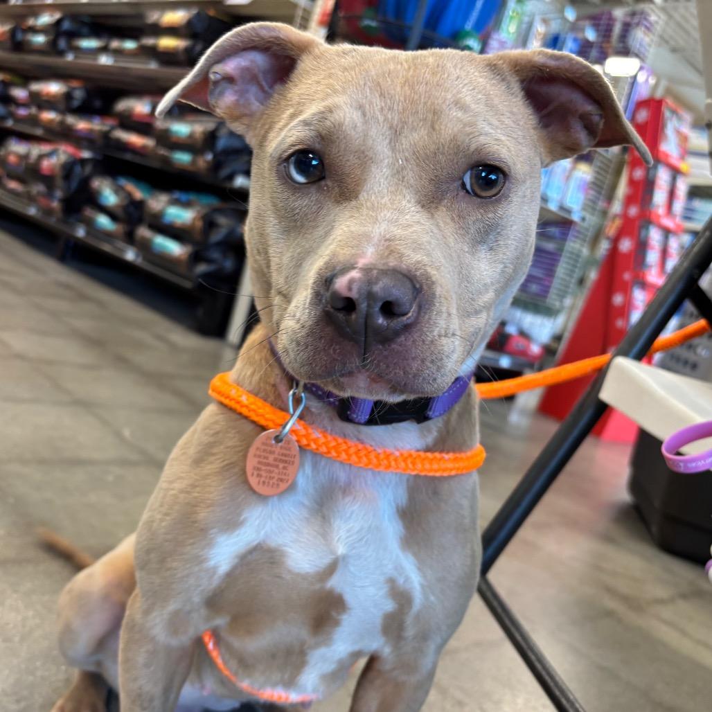 Enlarge Cookie, a Adoptable Pit Bull Terrier in Roxboro, NC image 4/6