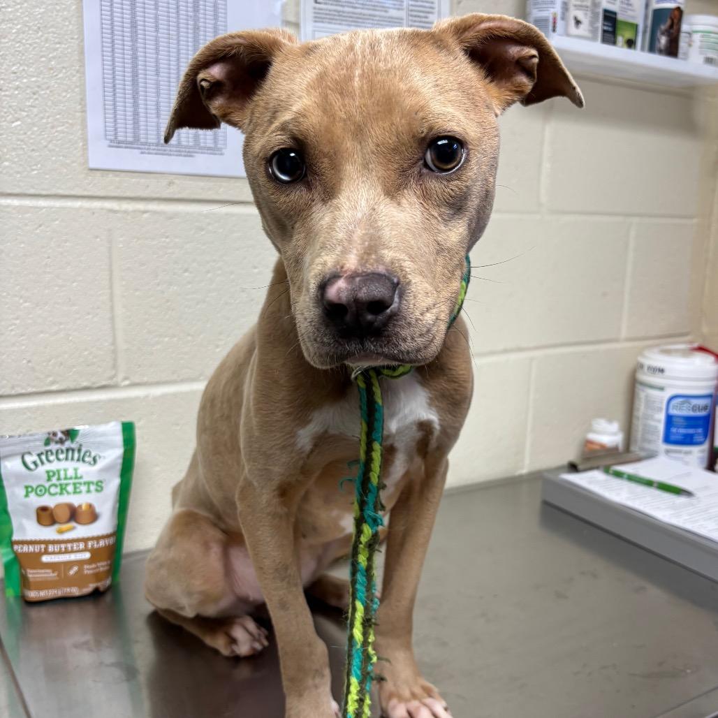 Enlarge Cookie, a Adoptable Pit Bull Terrier in Roxboro, NC image 5/6