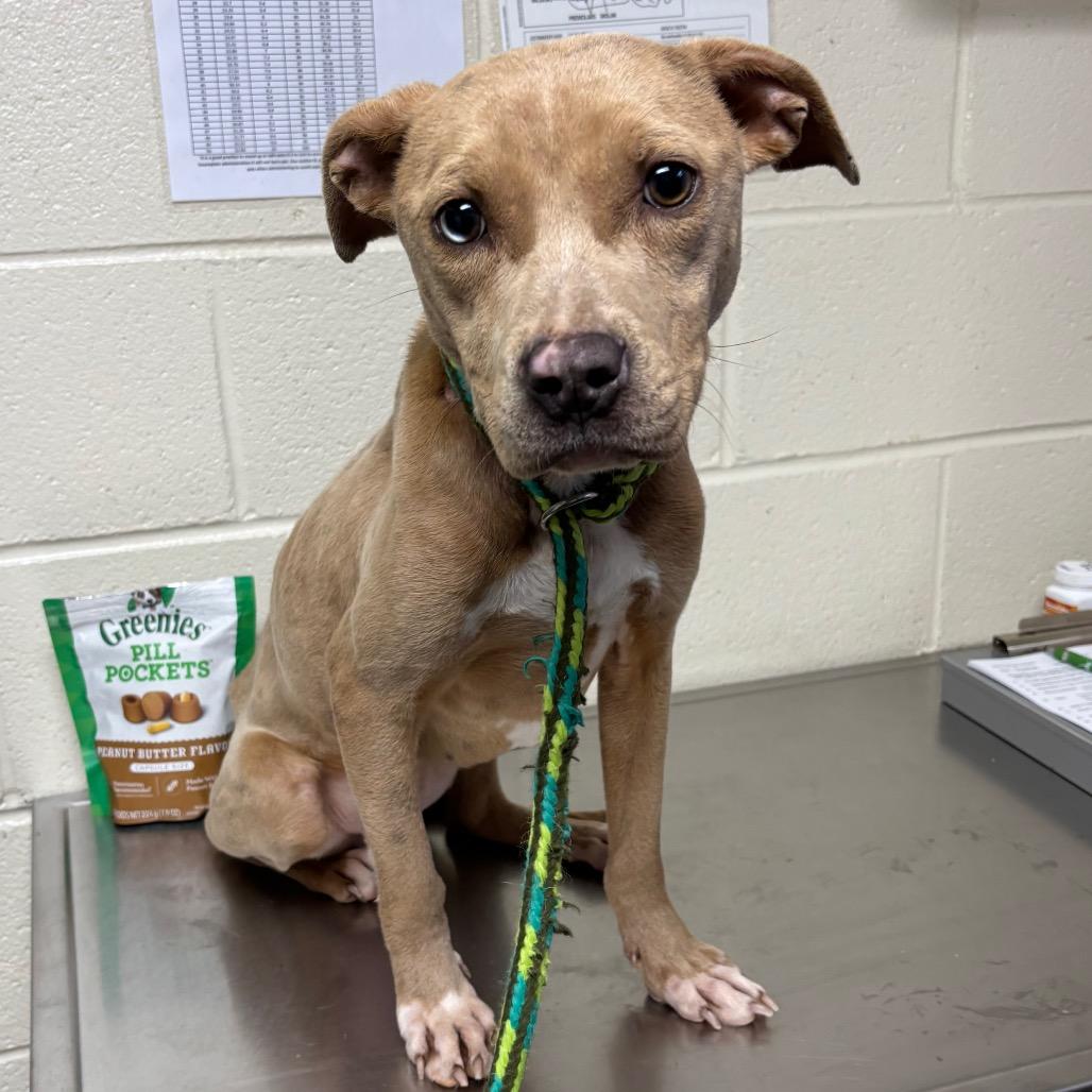 Enlarge Cookie, a Adoptable Pit Bull Terrier in Roxboro, NC image 6/6