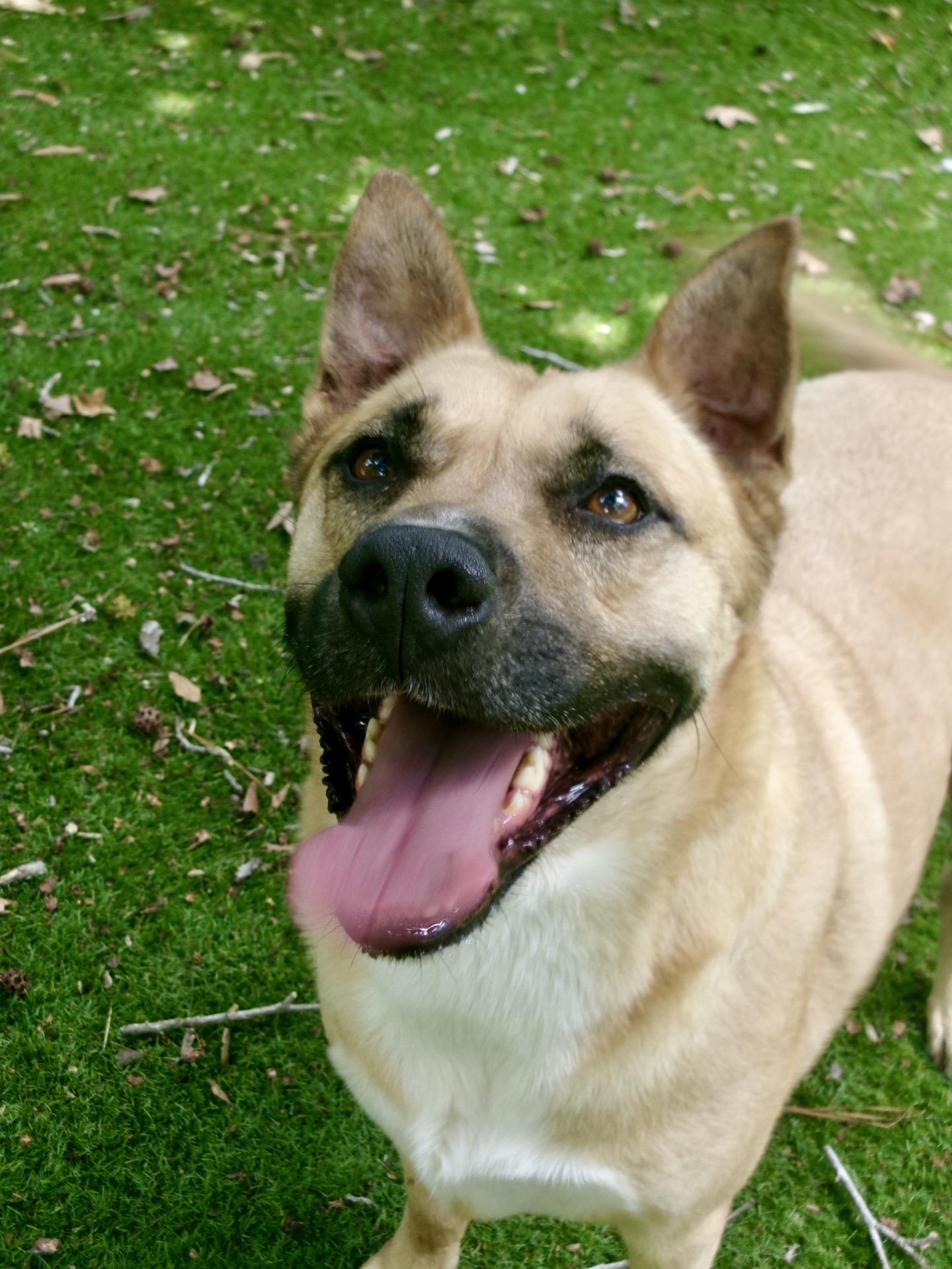 Royce, Adoptable, Adult Male German Shepherd Dog & Labrador Retriever.