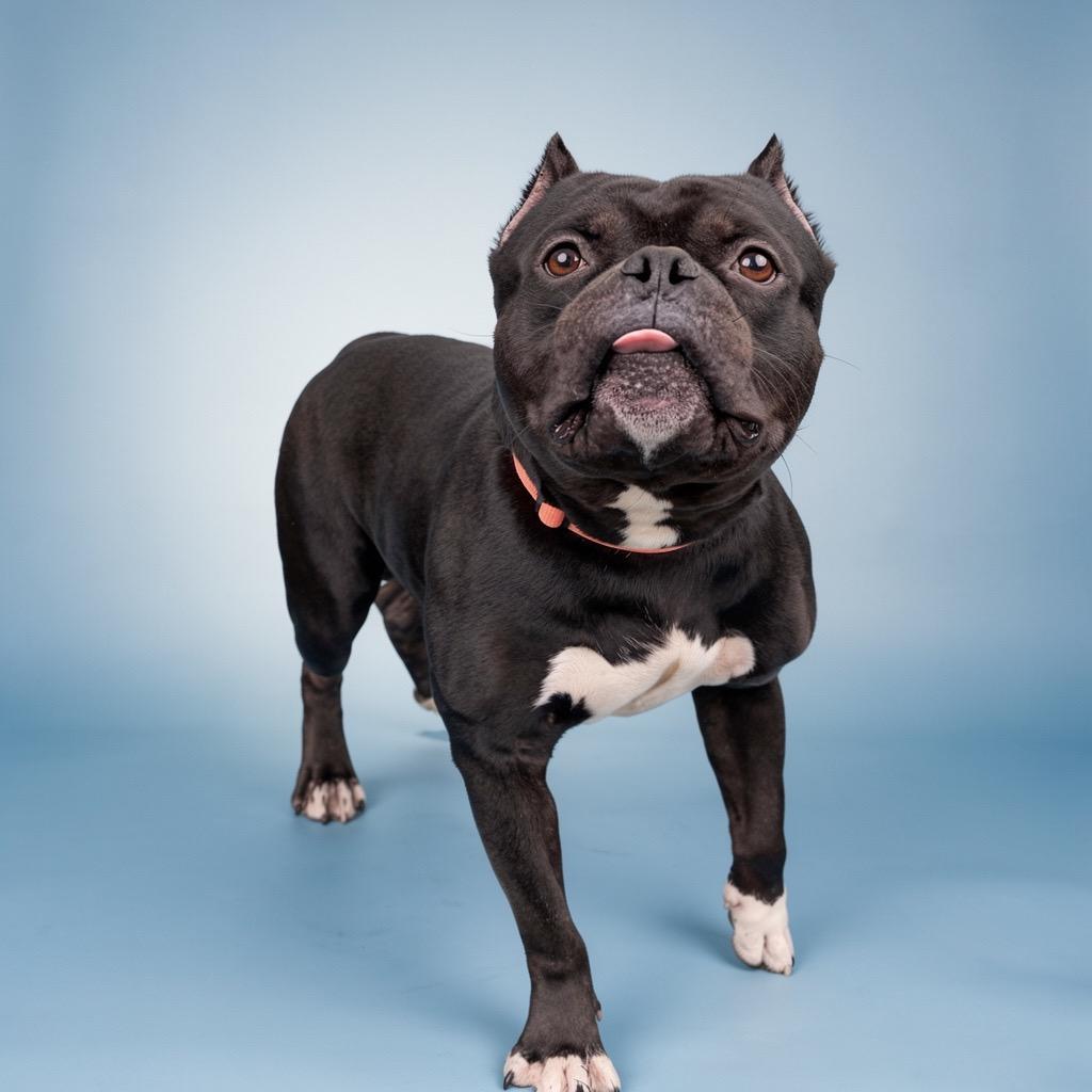 Enlarge Mojo, a Adoptable Mixed Breed in Bangall, NY image 1/3