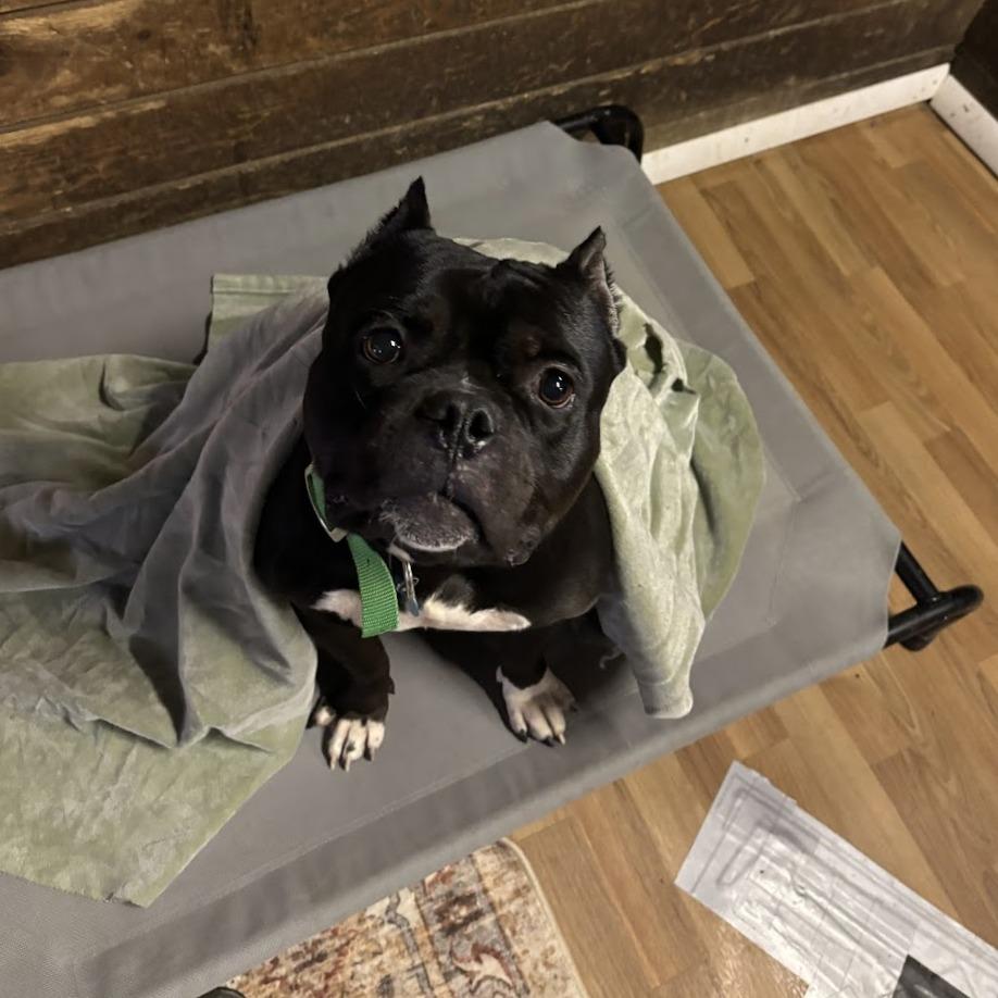 Enlarge Mojo, a Adoptable Mixed Breed in Bangall, NY image 2/3