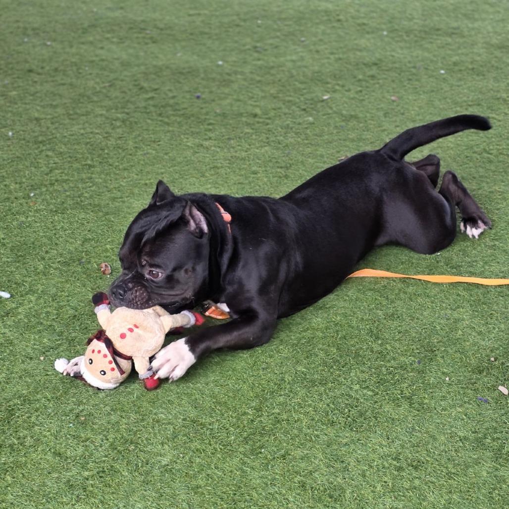 Enlarge Mojo, a Adoptable Mixed Breed in Bangall, NY image 3/3