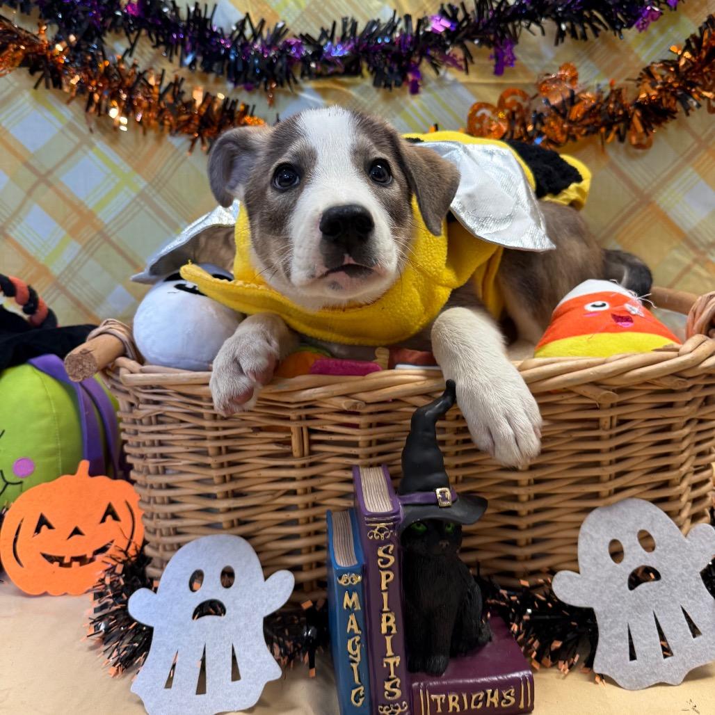 Enlarge Naveen, a Adoptable mixed breed in Santa Barbara, CA image 1/3
