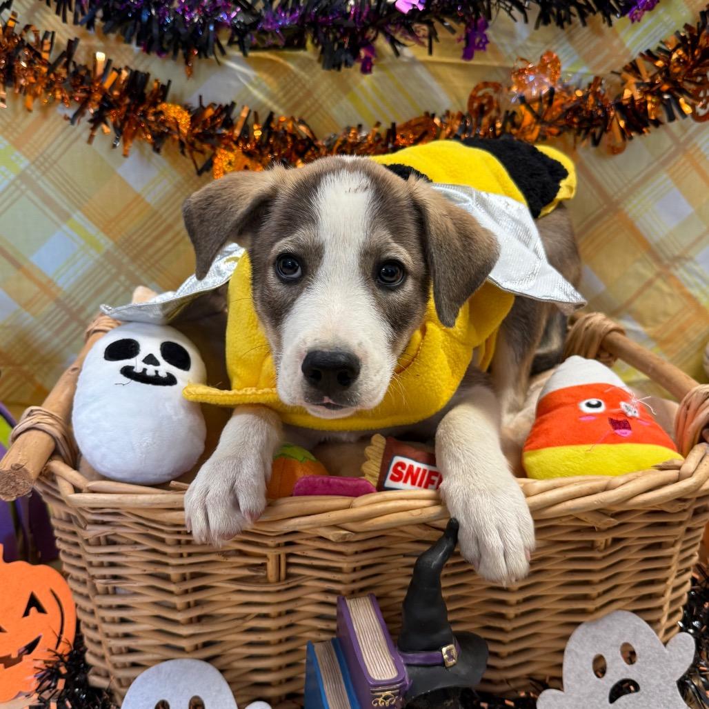Enlarge Naveen, a Adoptable mixed breed in Santa Barbara, CA image 3/3