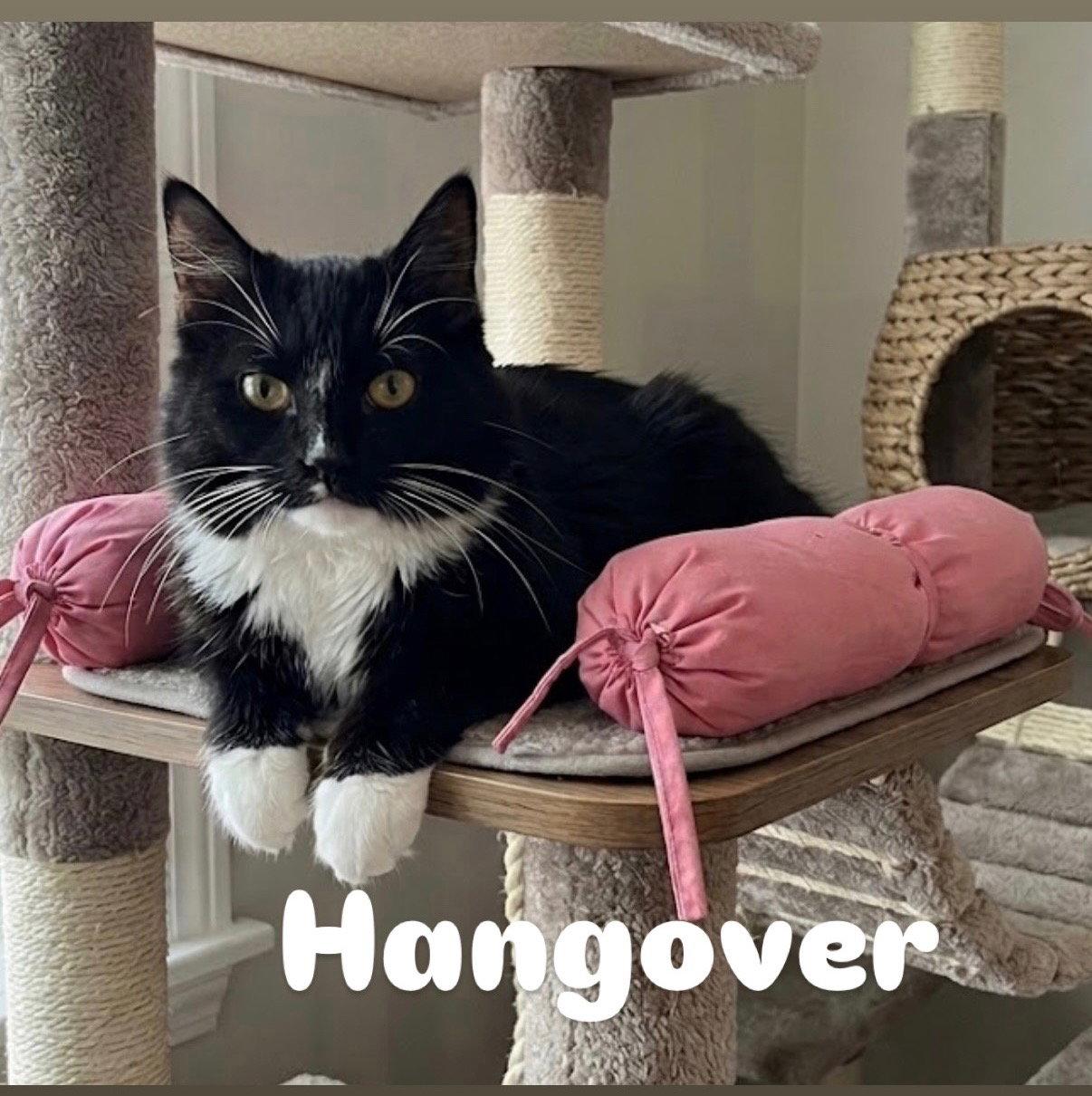 Hangover, Adoptable, Young Male Domestic Short Hair.