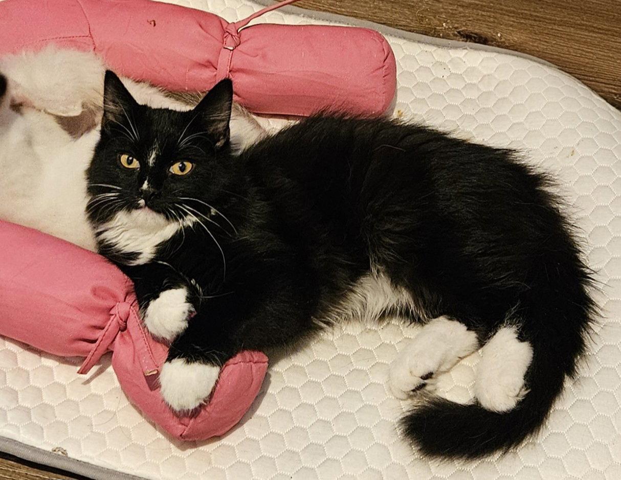 Enlarge Hangover, a Adoptable Domestic Short Hair in Chandler, AZ image 3/3