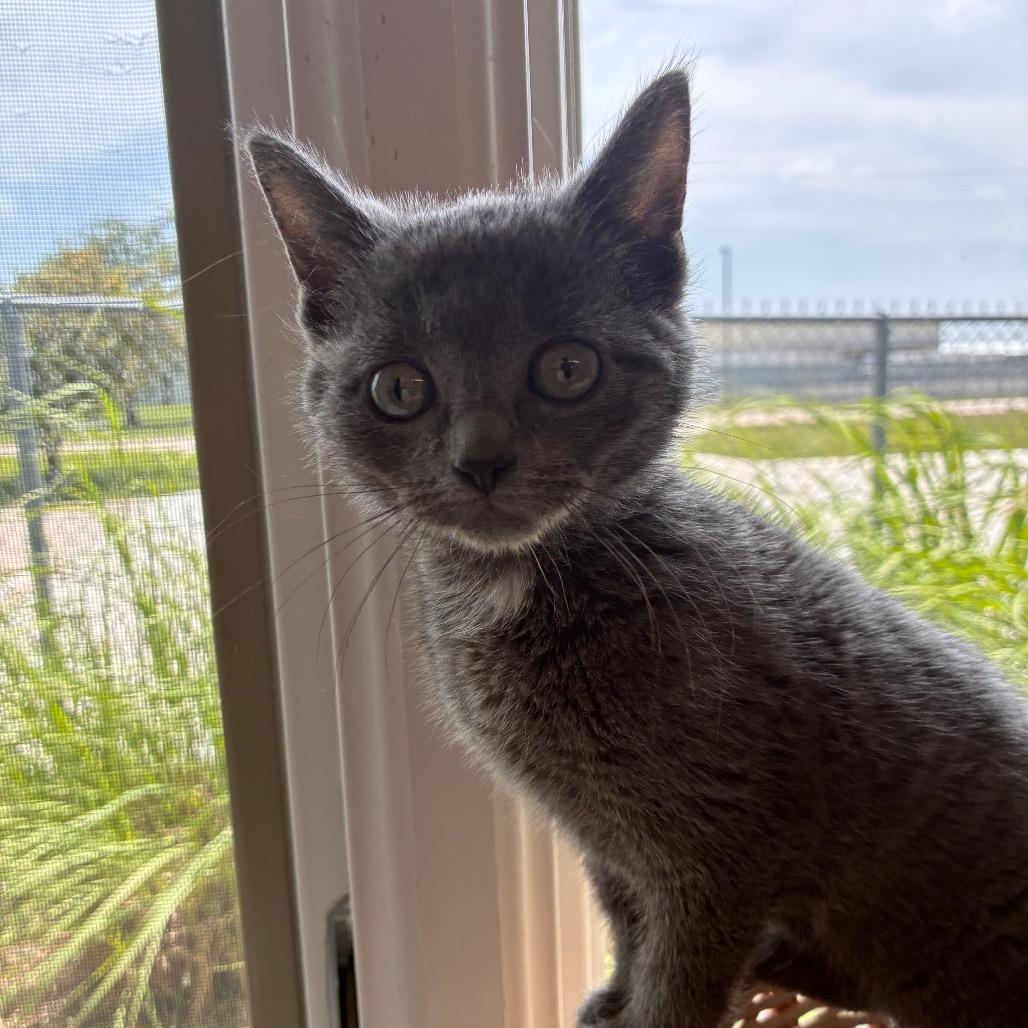 Enlarge Crab Cake, a Adoptable Domestic Short Hair in Manhattan, KS image 1/3