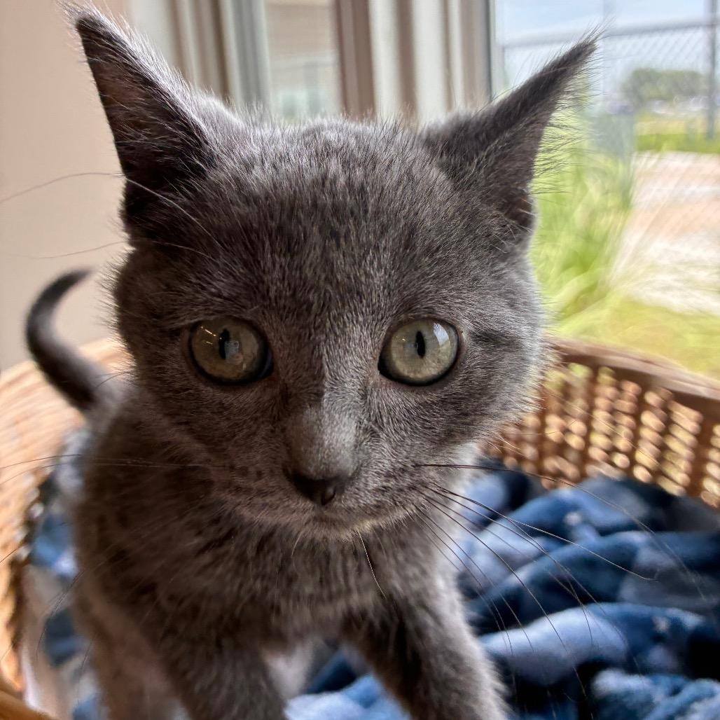 Enlarge Crab Cake, a Adoptable Domestic Short Hair in Manhattan, KS image 2/3