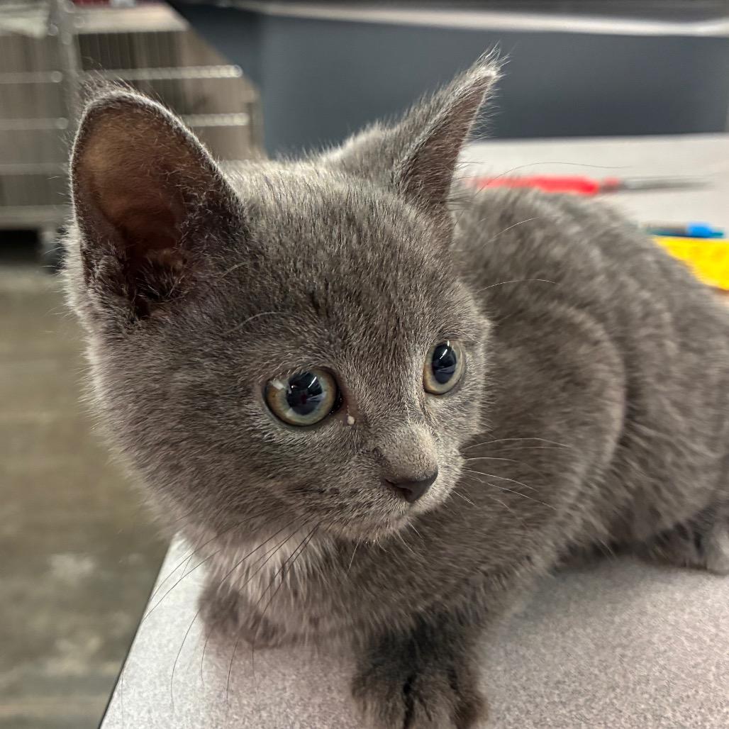 Enlarge Crab Cake, a Adoptable Domestic Short Hair in Manhattan, KS image 3/3