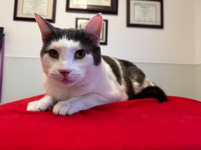 Enlarge Gabriel, a ADOPTABLE Domestic Short Hair in Darien, CT image 4/6