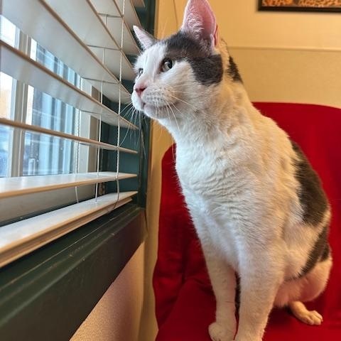 Enlarge Gabriel, a ADOPTABLE Domestic Short Hair in Darien, CT image 3/6