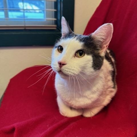 Enlarge Gabriel, a ADOPTABLE Domestic Short Hair in Darien, CT image 2/6