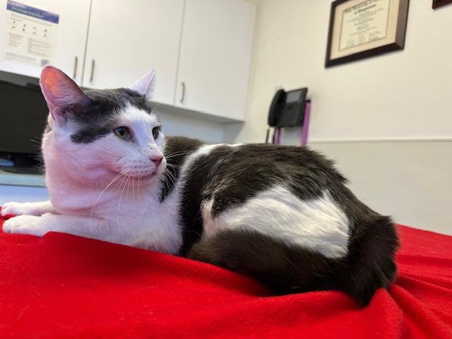 Enlarge Gabriel, a ADOPTABLE Domestic Short Hair in Darien, CT image 6/6