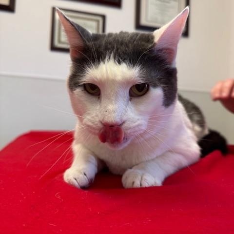 Enlarge Gabriel, a ADOPTABLE Domestic Short Hair in Darien, CT image 1/6