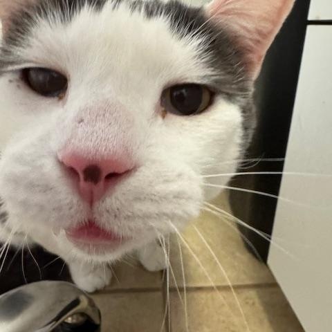 Enlarge Gabriel, a ADOPTABLE Domestic Short Hair in Darien, CT image 5/6