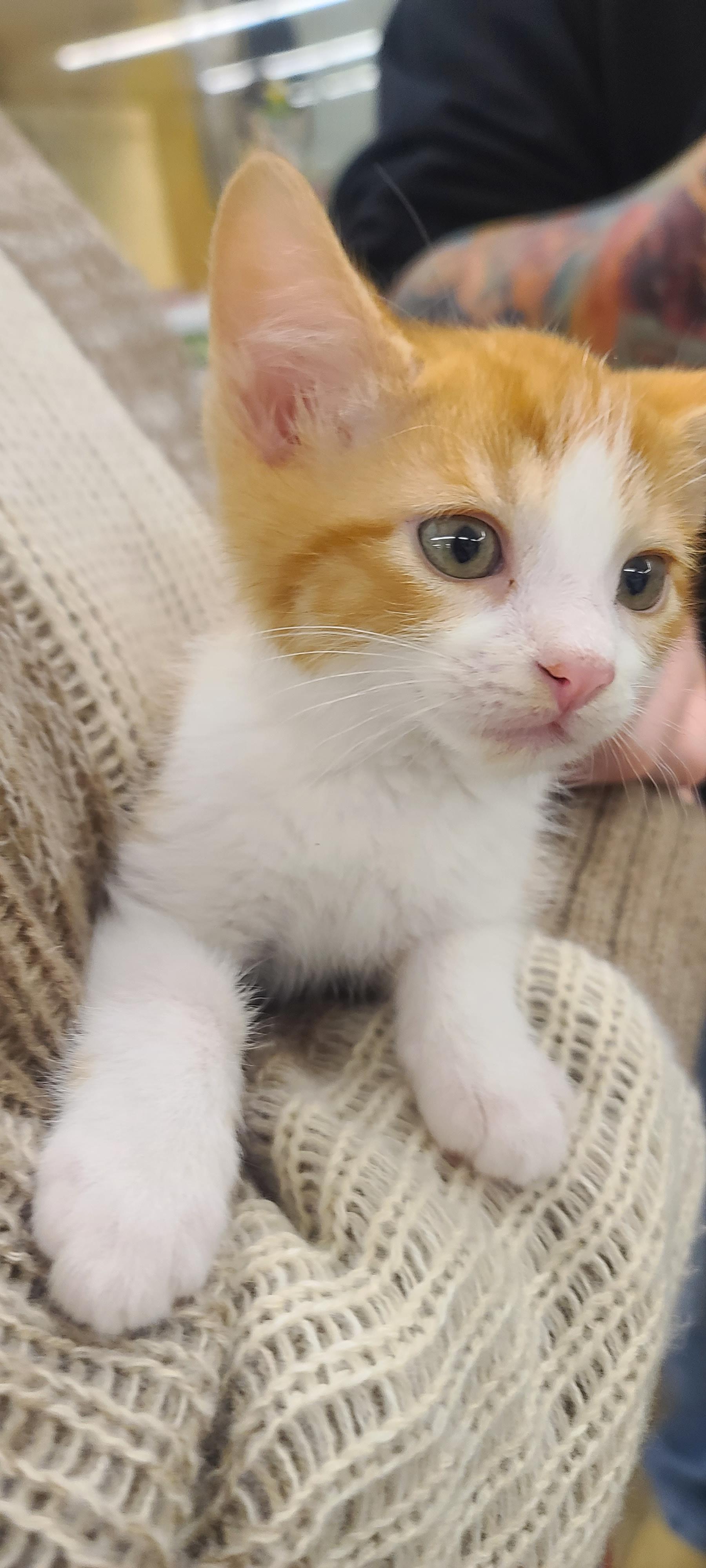 Enlarge Tomas, a ADOPTABLE American Shorthair in Elgin, SC image 6/6
