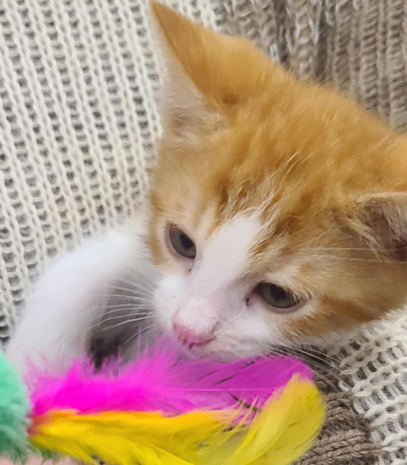 Enlarge Tomas, a ADOPTABLE American Shorthair in Elgin, SC image 2/6