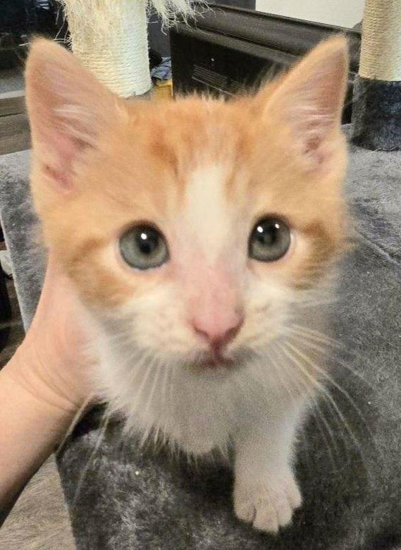 Tomas, ADOPTABLE, Kitten Male American Shorthair.