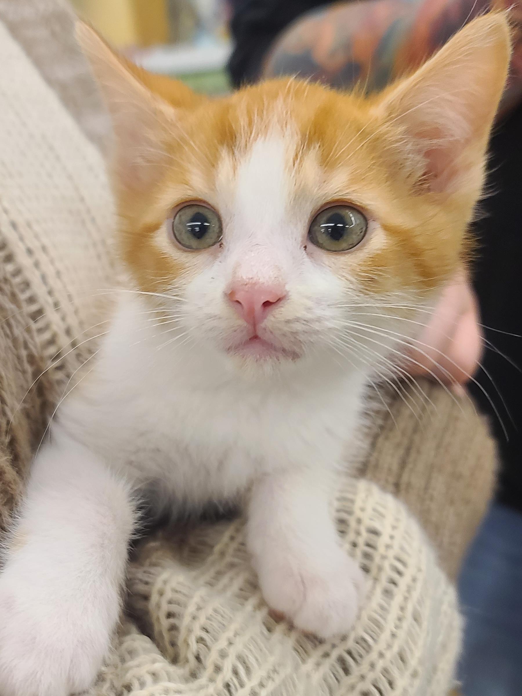 Enlarge Tomas, a ADOPTABLE American Shorthair in Elgin, SC image 3/6