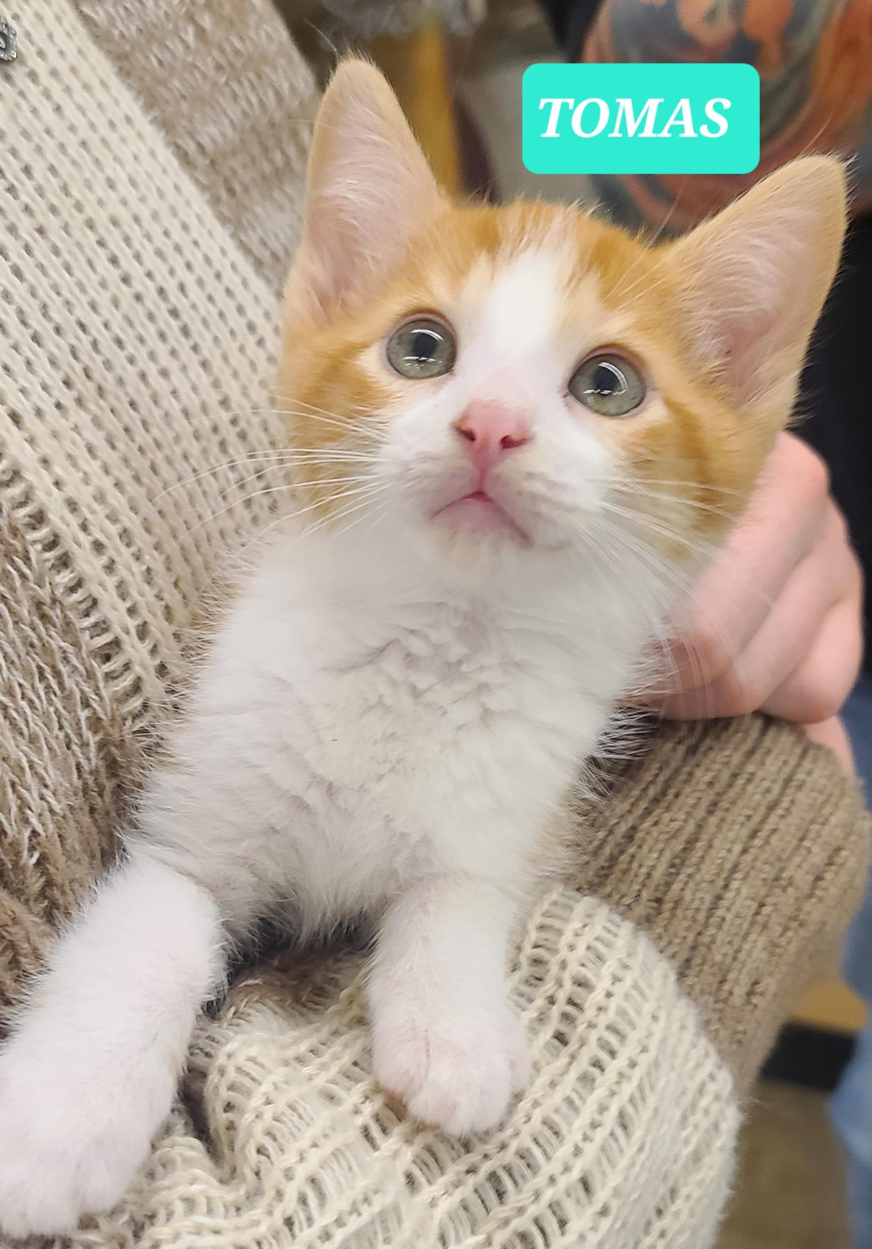 Enlarge Tomas, a ADOPTABLE American Shorthair in Elgin, SC image 4/6