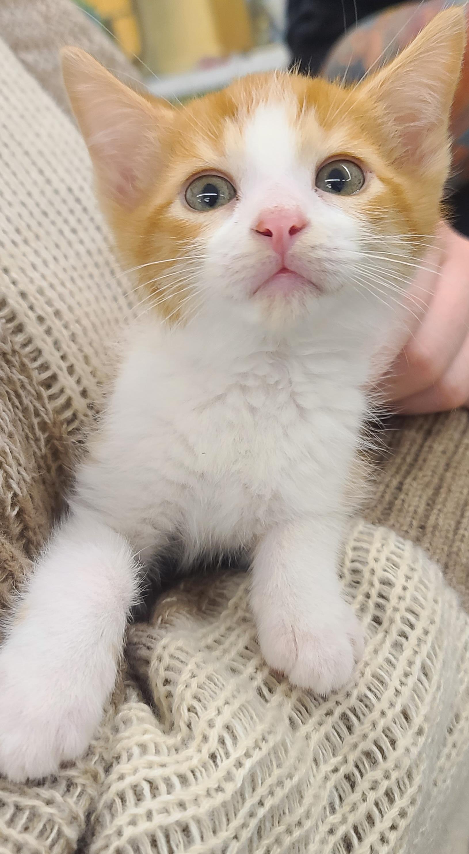 Enlarge Tomas, a ADOPTABLE American Shorthair in Elgin, SC image 5/6