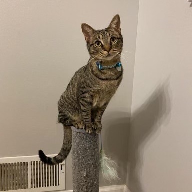 Daisy, Adoptable, Adult Female Domestic Short Hair.