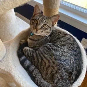 Enlarge Daisy, a Adoptable Domestic Short Hair in Richmond, VA image 2/8