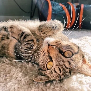 Enlarge Daisy, a Adoptable Domestic Short Hair in Richmond, VA image 3/8