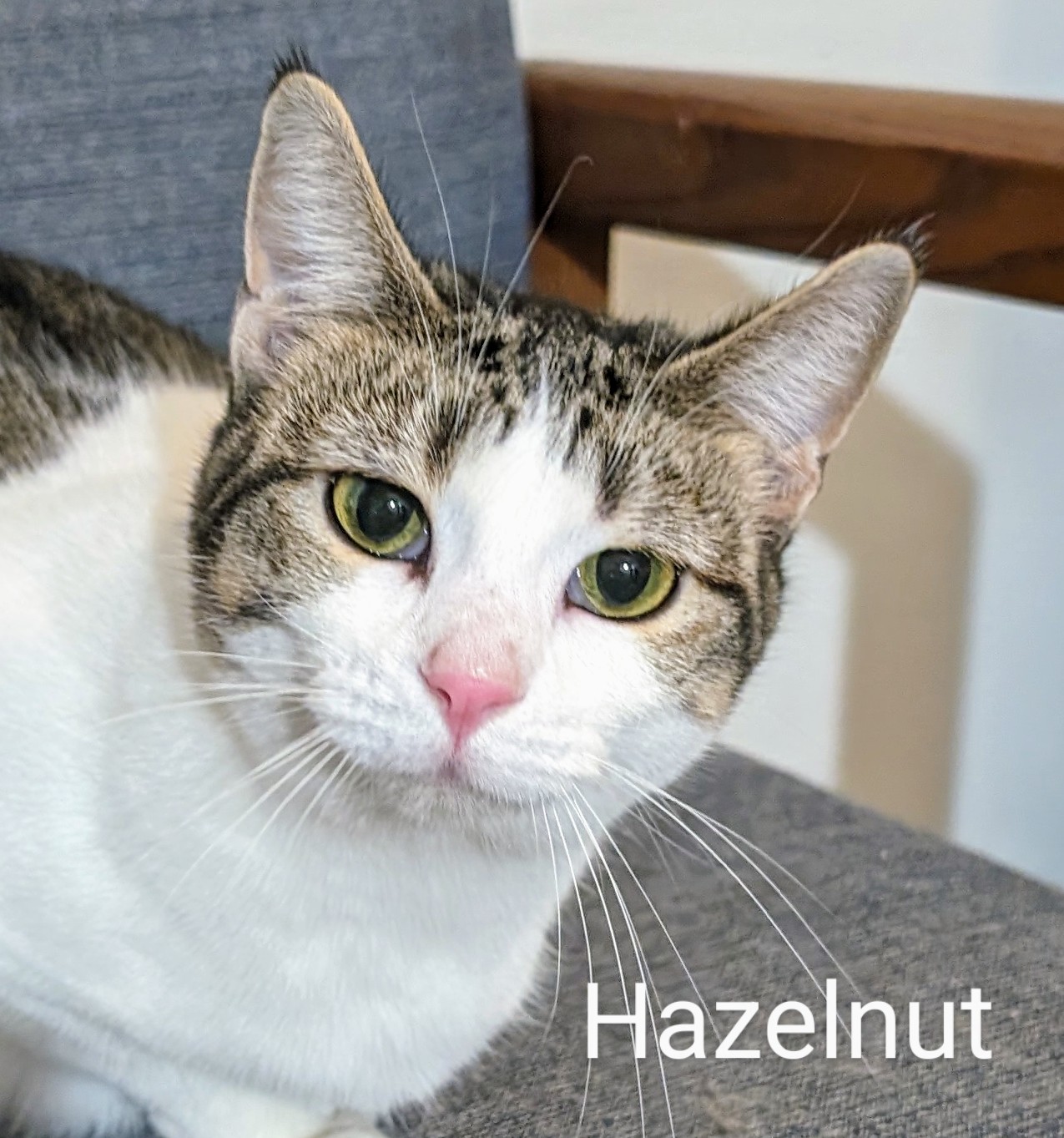 Hazelnut, a Adoptable Domestic Short Hair in Colfax, IA image 1/3