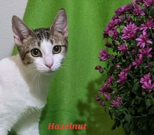 Hazelnut, a Adoptable Domestic Short Hair in Colfax, IA image 3/3