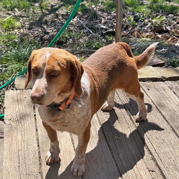Enlarge Gherkin, a Adoptable Beagle in London, OH image 4/6