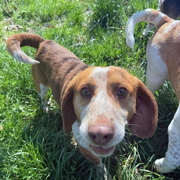 Enlarge Gherkin, a Adoptable Beagle in London, OH image 5/6