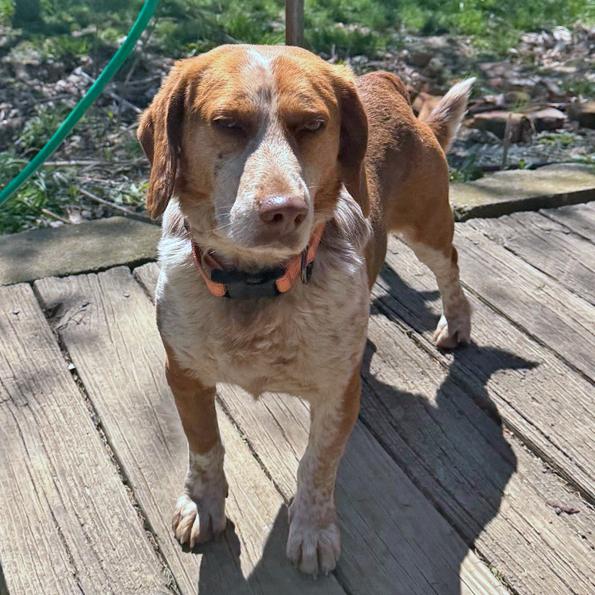 Enlarge Gherkin, a Adoptable Beagle in London, OH image 3/6
