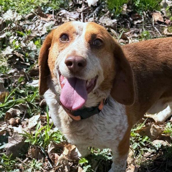 Enlarge Gherkin, a Adoptable Beagle in London, OH image 6/6