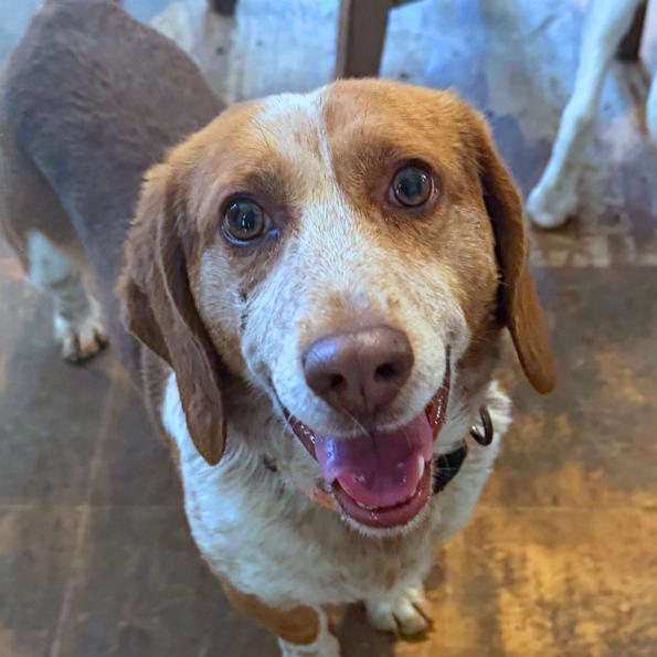 Enlarge Gherkin, a Adoptable Beagle in London, OH image 2/6