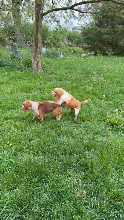 Enlarge Gherkin, a Adoptable Beagle in London, OH video 6/6