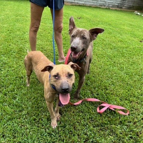 Enlarge Benny Luv, a Adoptable mixed breed in Hickory, NC image 1/3