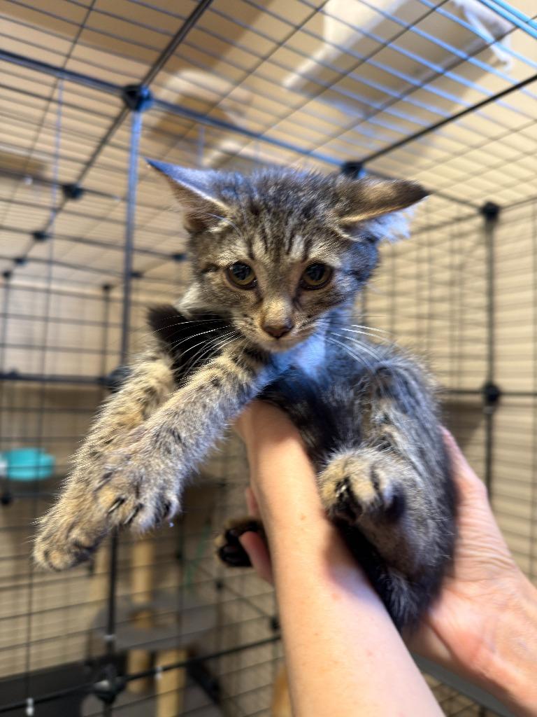 Enlarge Apple, a Adoptable mixed breed in La Verkin, UT image 1/1