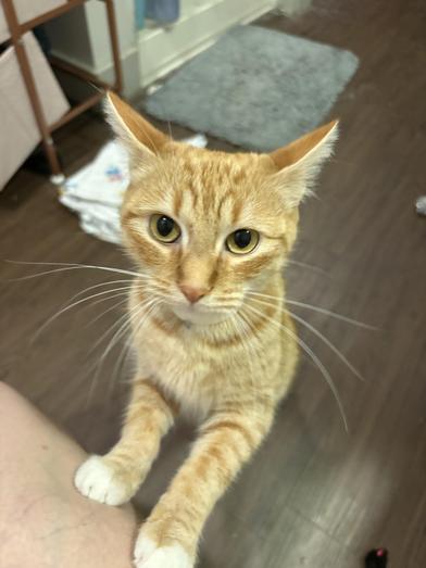 Todd — thumbnail 4