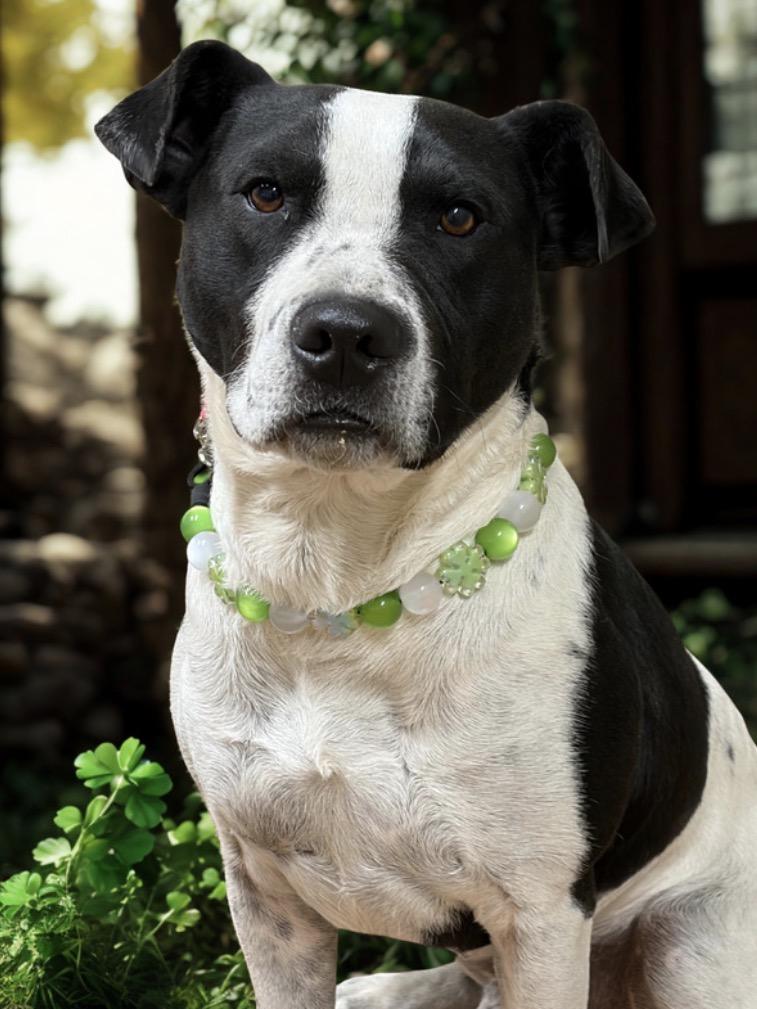 Jordan , ADOPTABLE, Young Male American Bully.