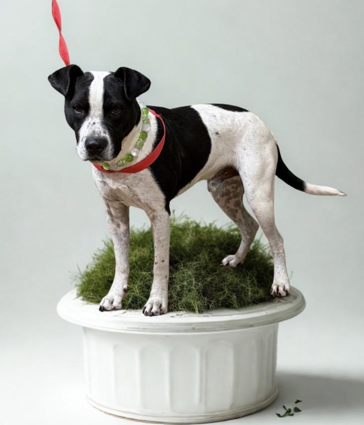 Enlarge Jordan , a ADOPTABLE mixed breed in Warrenton, VA image 2/4