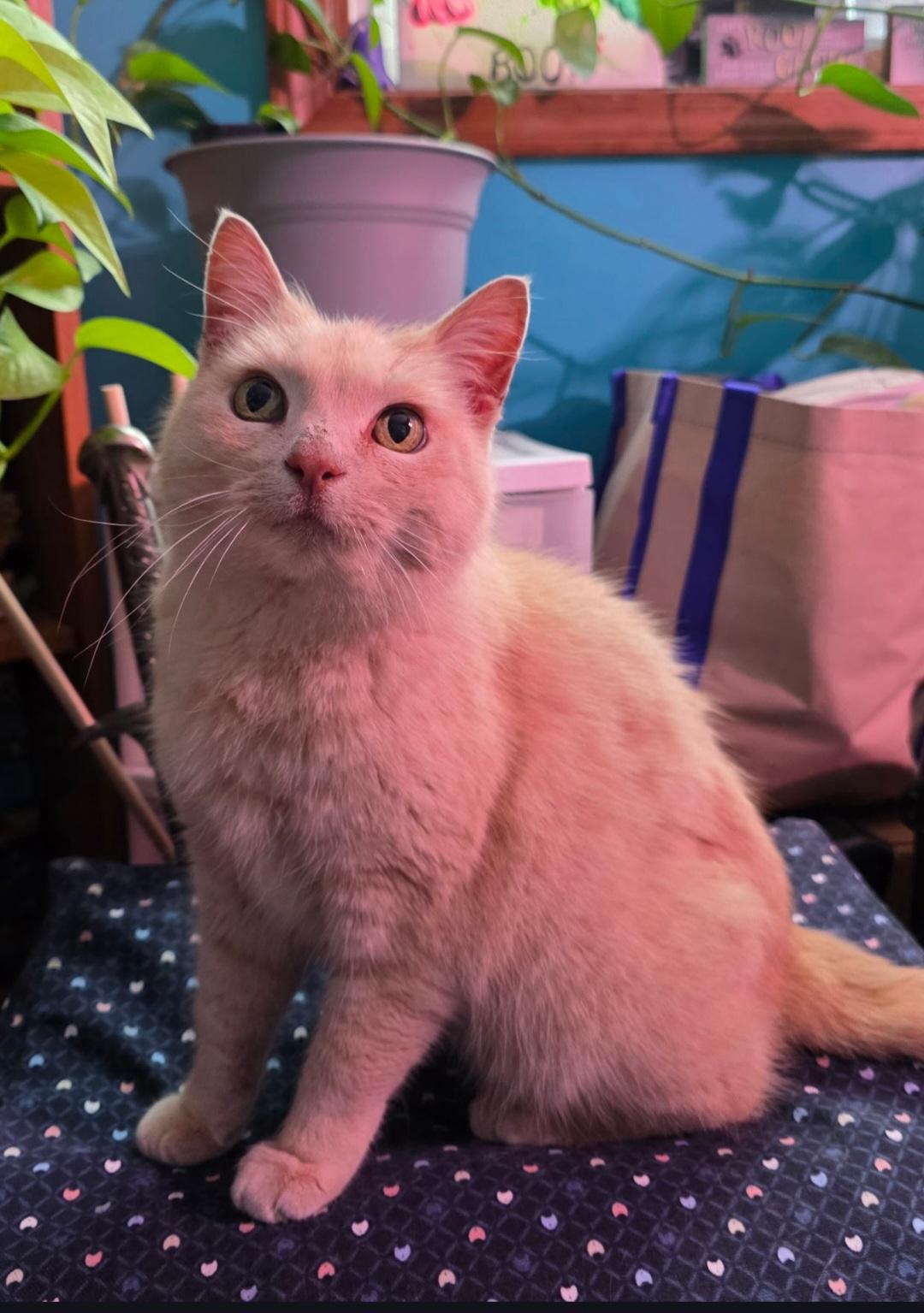 Cara, Adoptable, Adult Female Domestic Short Hair.