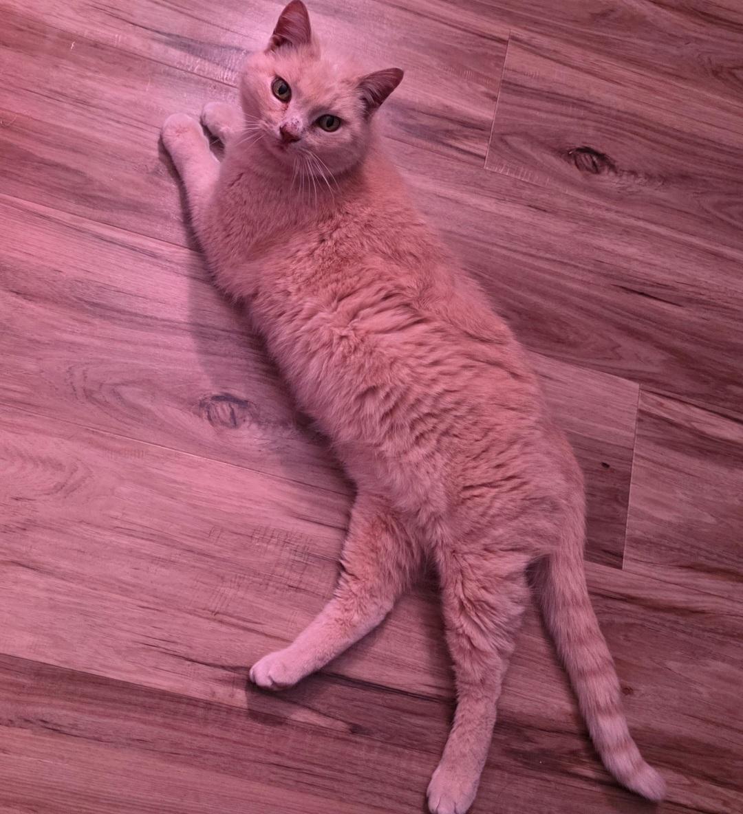 Enlarge Cara, a Adoptable Domestic Short Hair in merrillville, IN image 2/6