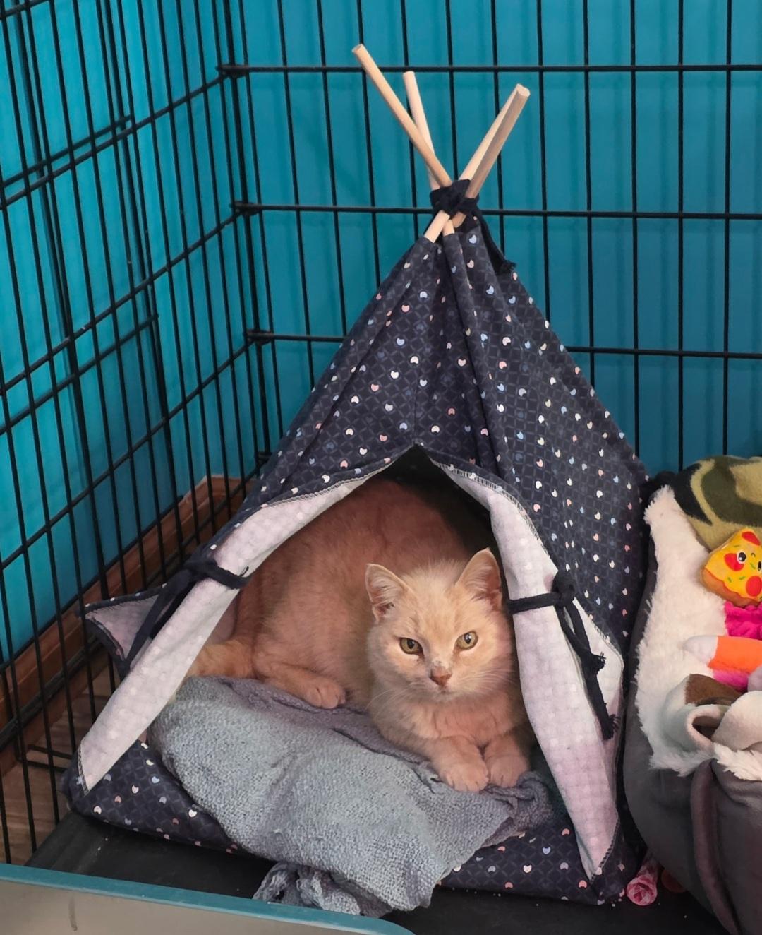 Enlarge Cara, a Adoptable Domestic Short Hair in merrillville, IN image 3/6