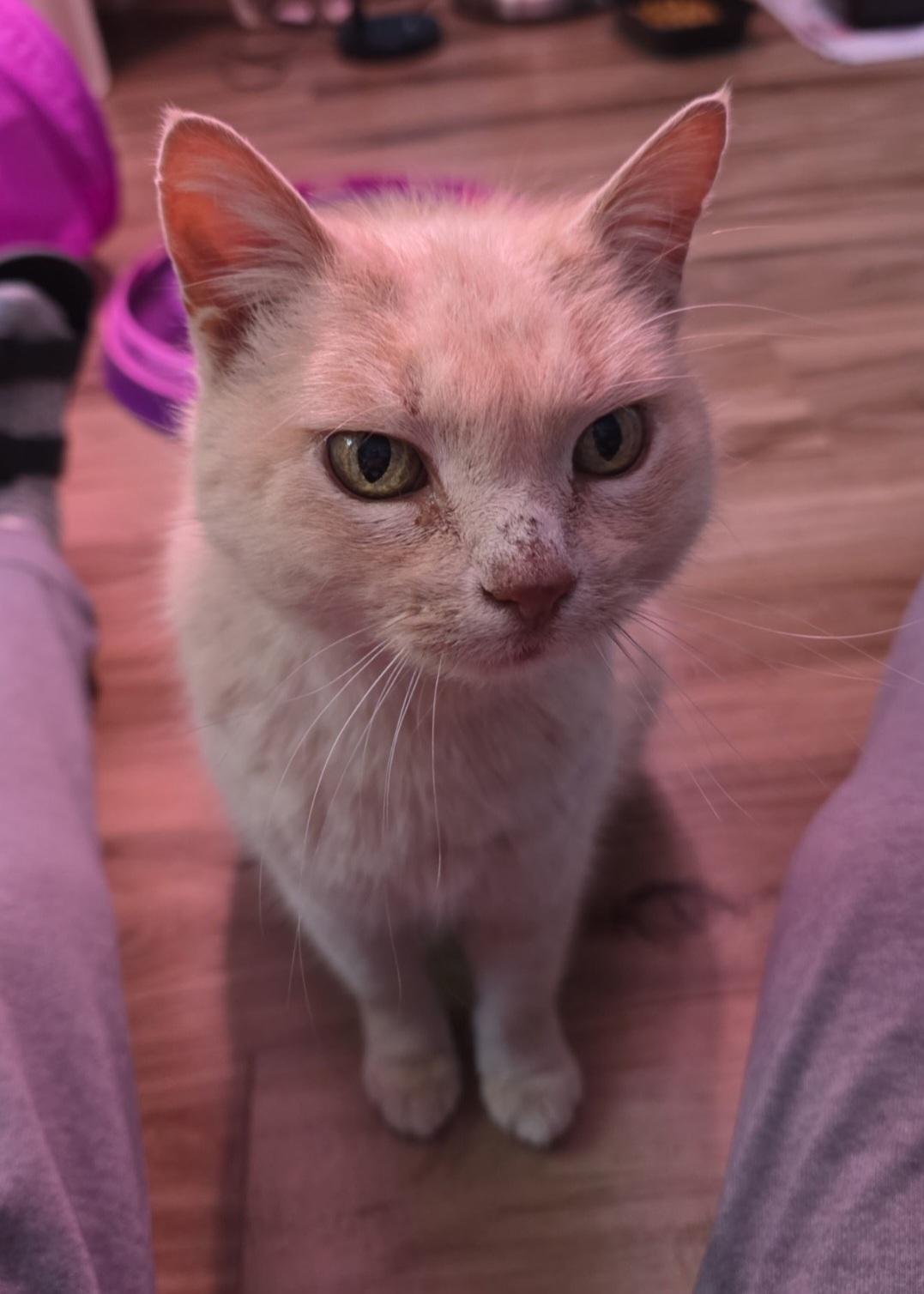 Enlarge Cara, a Adoptable Domestic Short Hair in merrillville, IN image 4/6