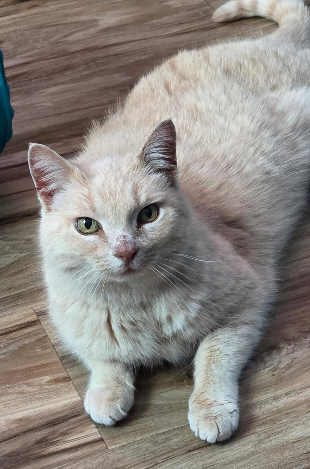 Enlarge Cara, a Adoptable Domestic Short Hair in merrillville, IN image 6/6